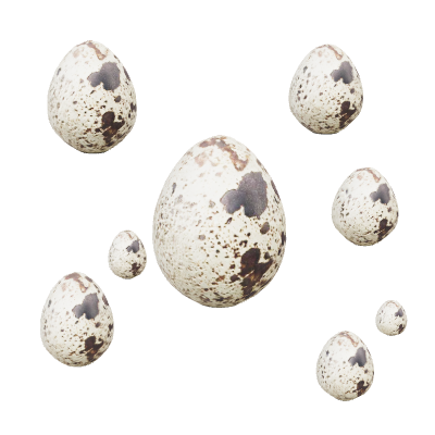 Telur Puyuh Rebus Kupas Nyoto Farm Banjarnegara